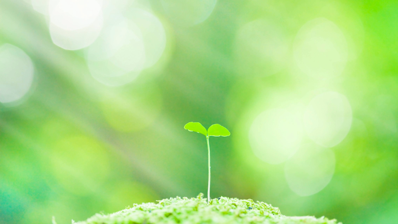 【開催報告】みんなでつくろう、これからの医療プロジェクト 2026年1月の定例ミーティングを開催しました。